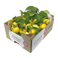 LIMONI FOGLIA